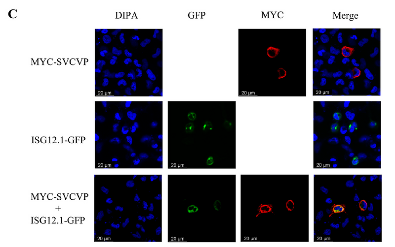 36822549 R1208-1.png