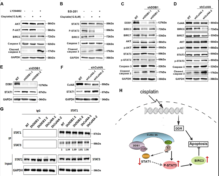 30718461 ET1609-51.png