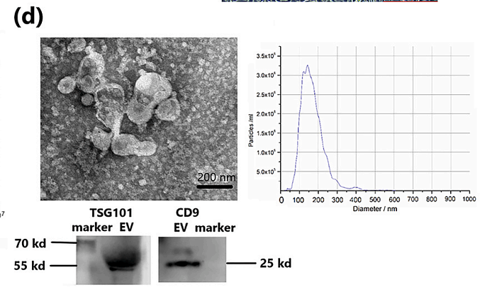 Yang Yutao,et al-1.png