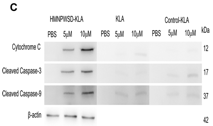 32884283 ET1602-47.png