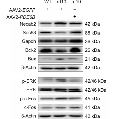 Qiu Ruiqi,et al-3.png