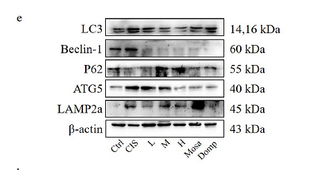 36806345 ET1601-24.png