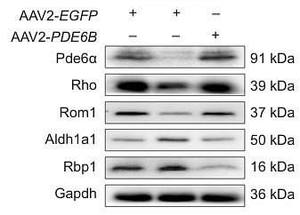 Qiu Ruiqi,et al-1.png