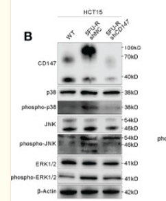 35898887 ET1702-65.png