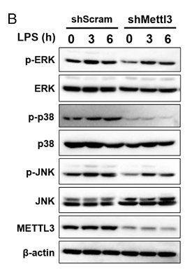 30567729 ET1601-28.png