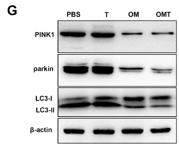 Ge Yanni,et al-1.png
