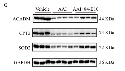 Xu Xinyue,et al-1.png