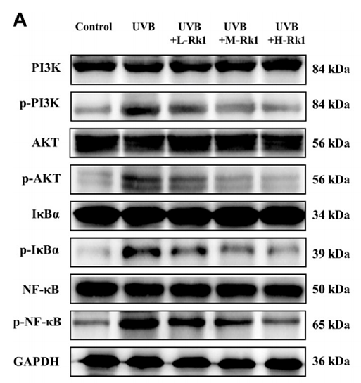 36472249 ET1607-73.png