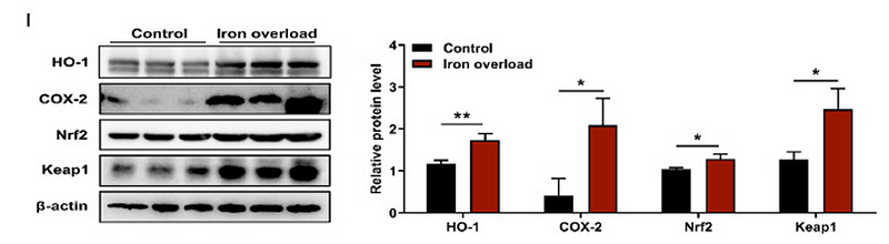 Zhao Jing,et al-1.png