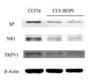 31760085 EM21002.jpg