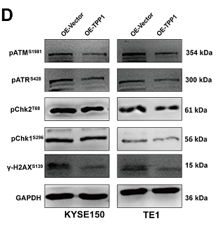 37606165 ET1602-2.png