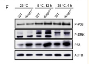 36419379 ET1605-16.png