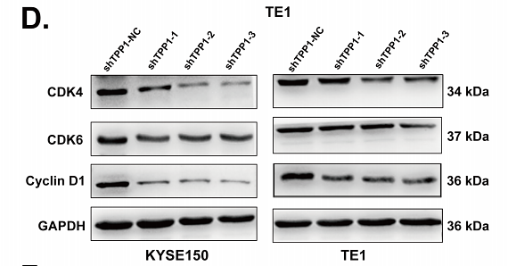 37606165 ET1601-4.png