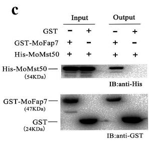 31814506 R1207-2.jpg