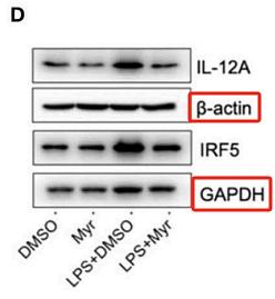 32195263 EM21002.jpg