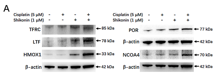 36773431 ER62707.png