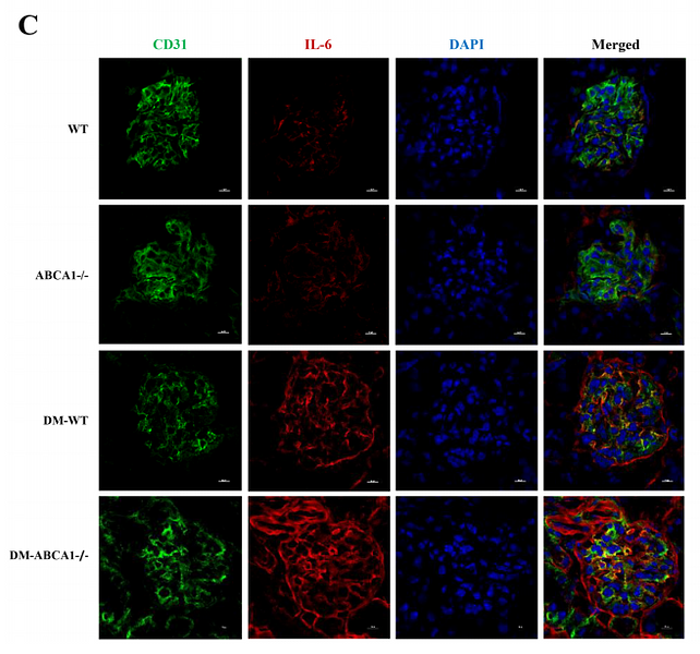 36521550 EM1701-45.png