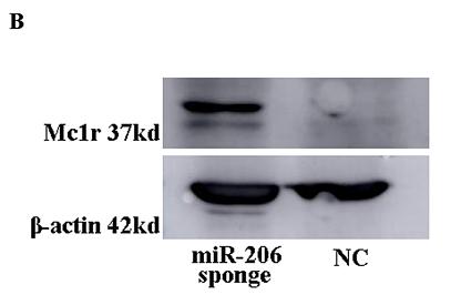 32117457 ET1604-17.jpg