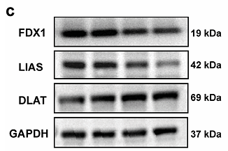 Hu Jiahe,et al-1.png