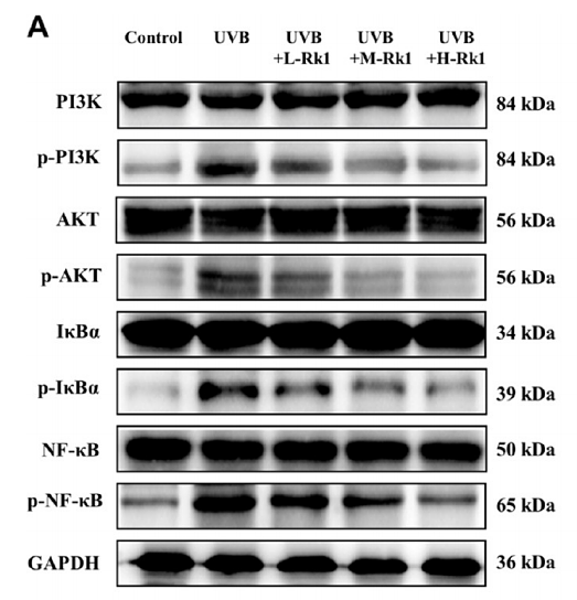 36472249 ET1609-51.png