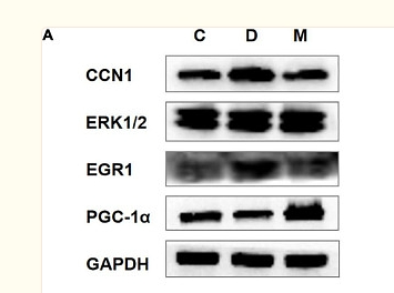 36687680 ER1905-70.png