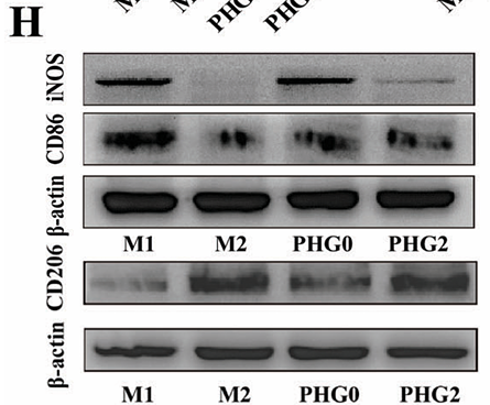 Qi Xiaoliang,et al-1.png