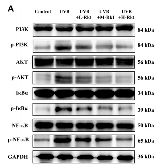 36472249 ET1603-12.png