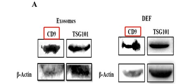 31947624 ET1601-9.jpg