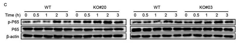 31783671 EM21002.jpg