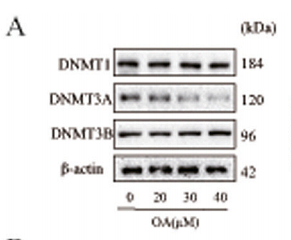 36464146 ET1609-31.png