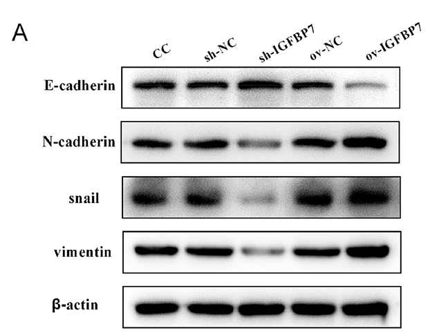 Wang Jinqing,et al-2.png