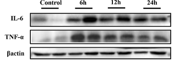 36581091 ER65189.png