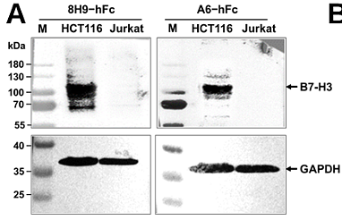 Li Jingxian,et al-1.png