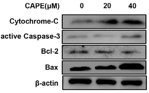 32445454 ET1602-47.jpg