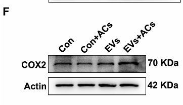 Di Guohui,et al-6.png