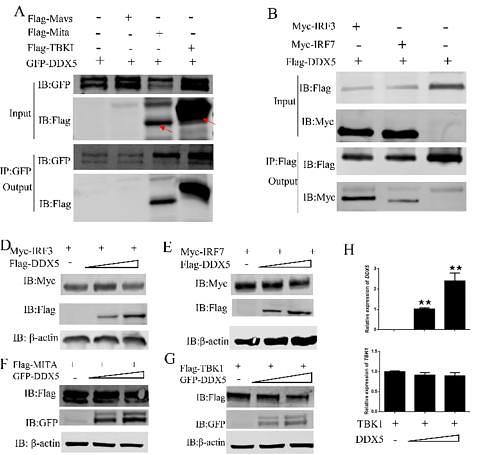 37462751 ET1701-80.jpg