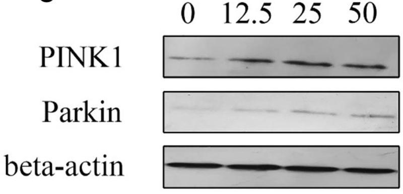 32666434 ER1706-27.jpg