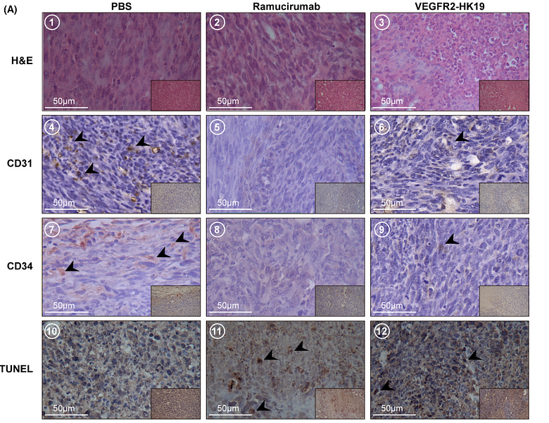 36114822 ET1606-11.png