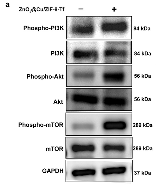 Hu Jiahe,et al-8.png