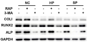 36513279 ET1601-21.png