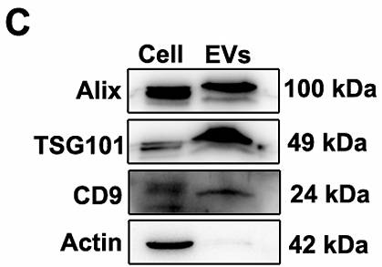 Di Guohui,et al-1.png