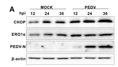 36737830 ET1703-05.png