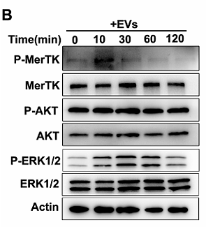 Di Guohui,et al-2.png